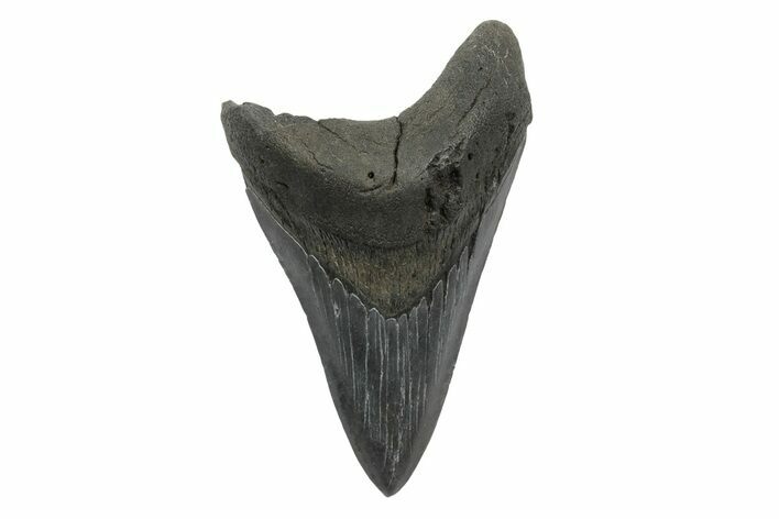 Fossil Megalodon Tooth - South Carolina #236234